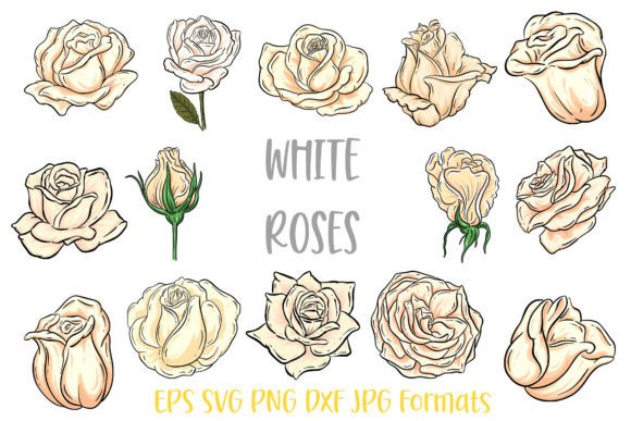 Download White Rose Flower Line Art Illustrations - Flow Collection